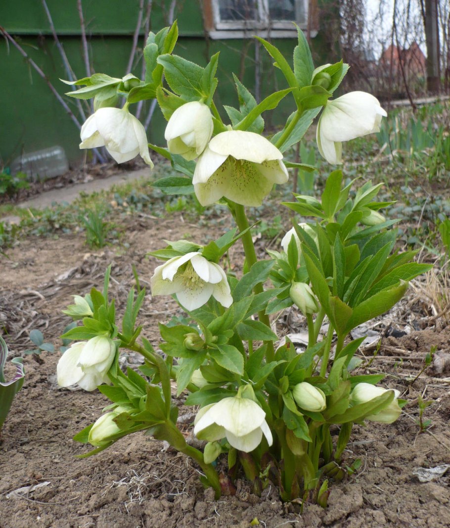 Морозник куст