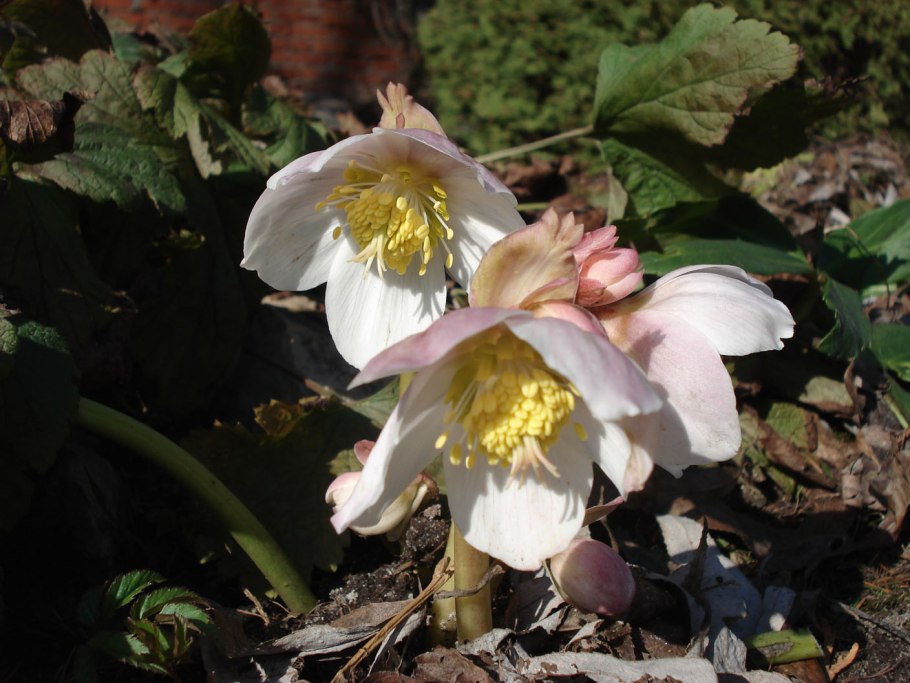 Морозник Лебединое озеро™