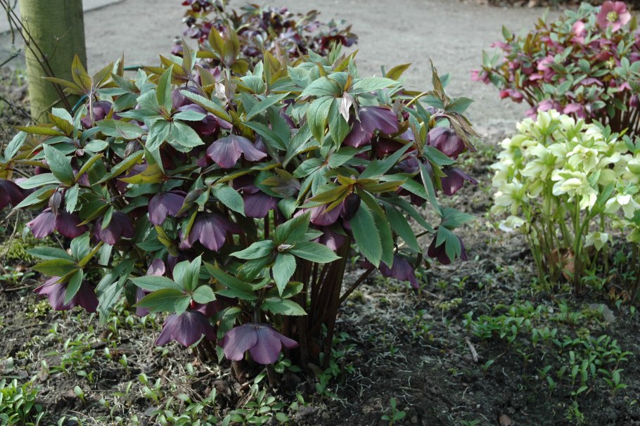 Морозник куст