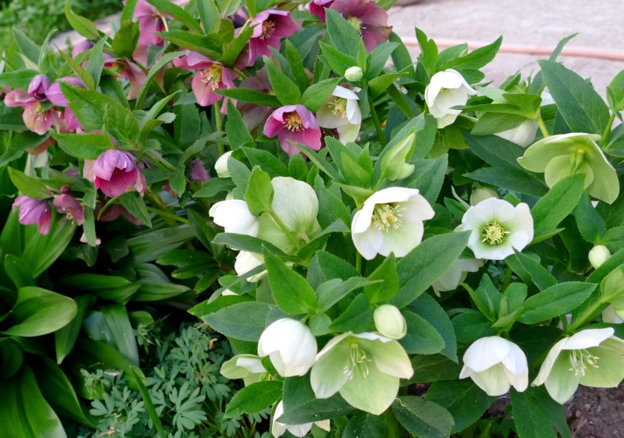 Морозник первоцвет