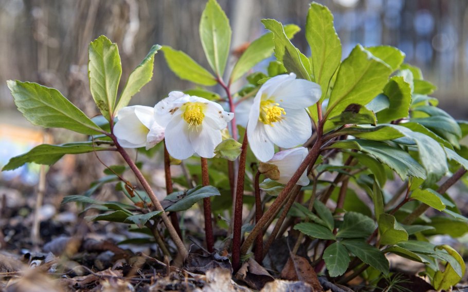 Геллеборус цветок