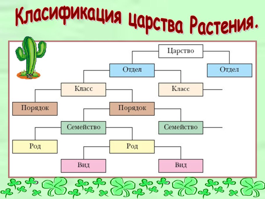 Царство растений отделы классы схема