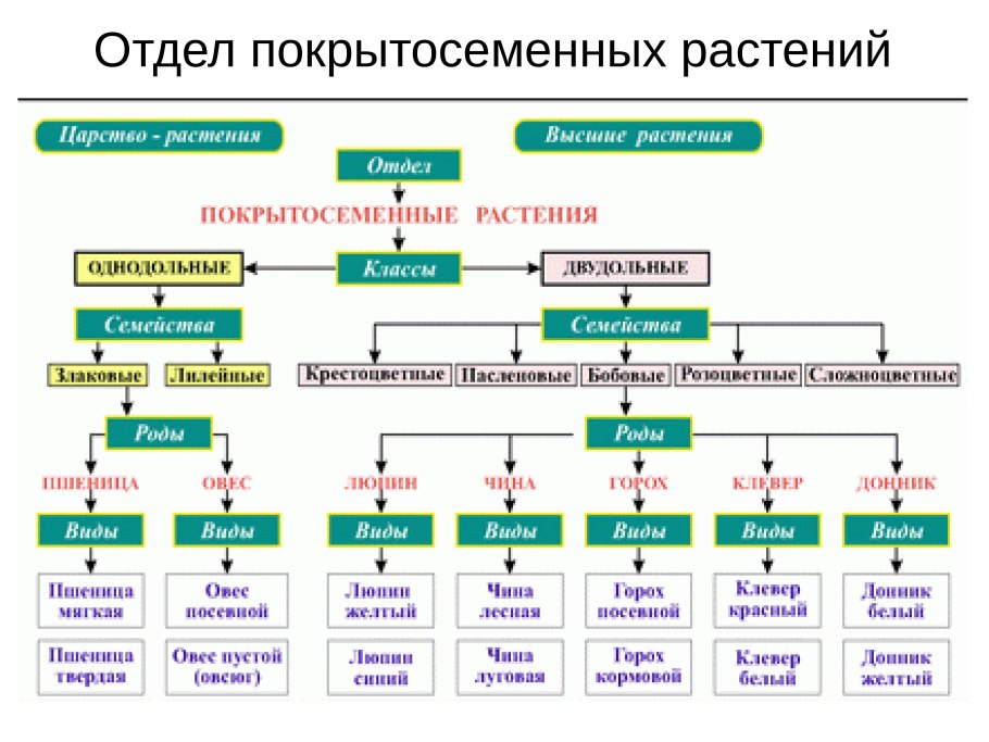 Систематика растений отделы растений