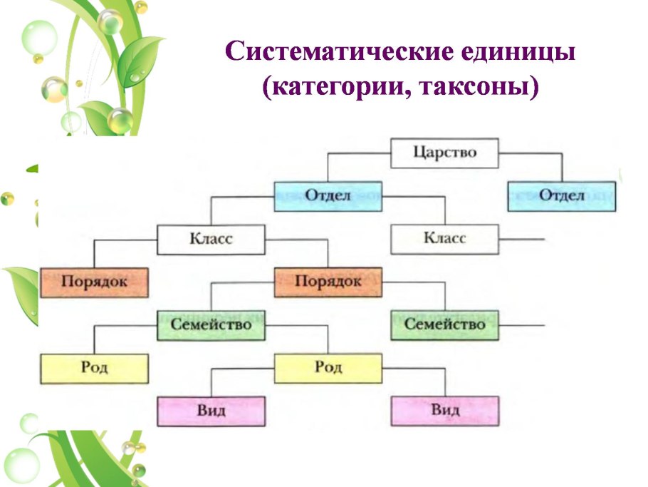 Схема классификации растений таксоны