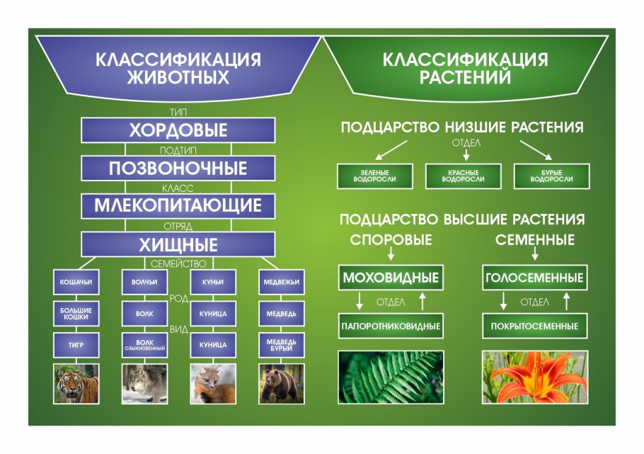 Систематика растений и животных
