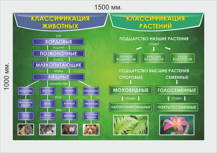 Царство растений 5 класс биология таблица