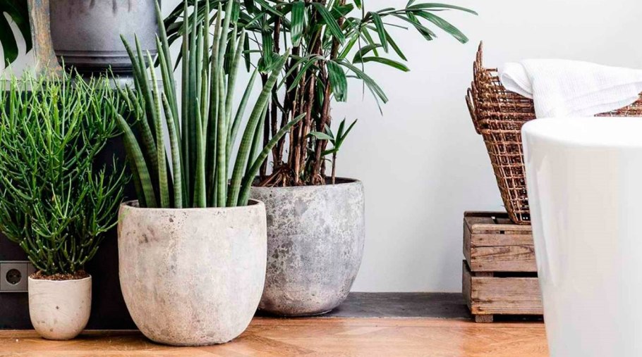 Сансевьера и хлорофитум