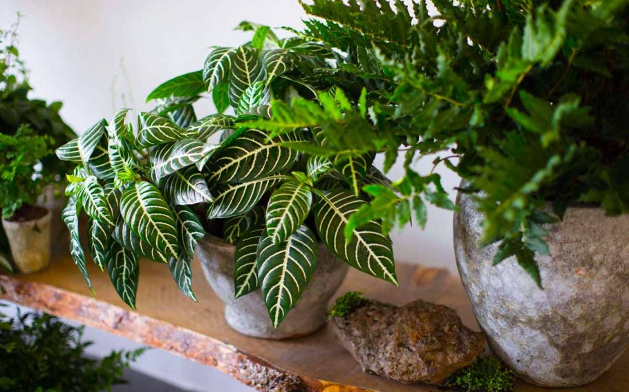 Kalanchoe Турсифлора