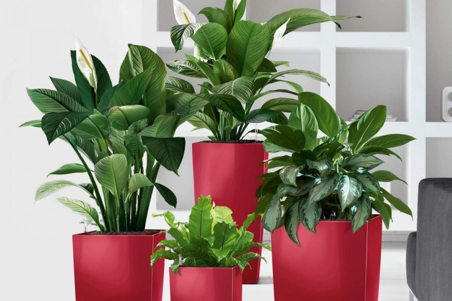 Хлорофитум и Сансевиерия