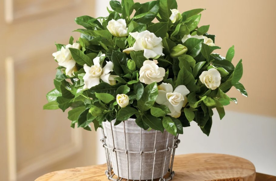 Спатифиллум Ларго