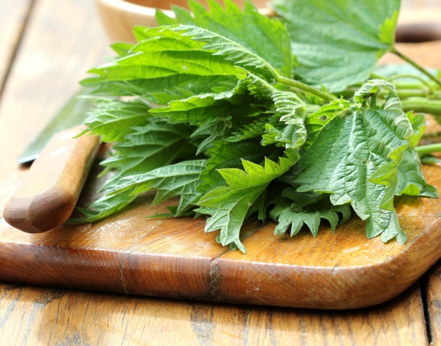 Чой крапива