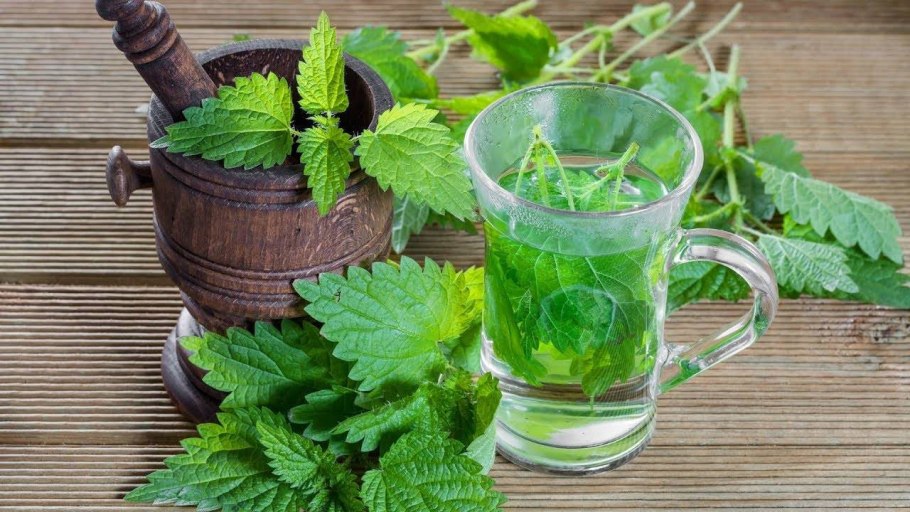 Настой листьев крапивы