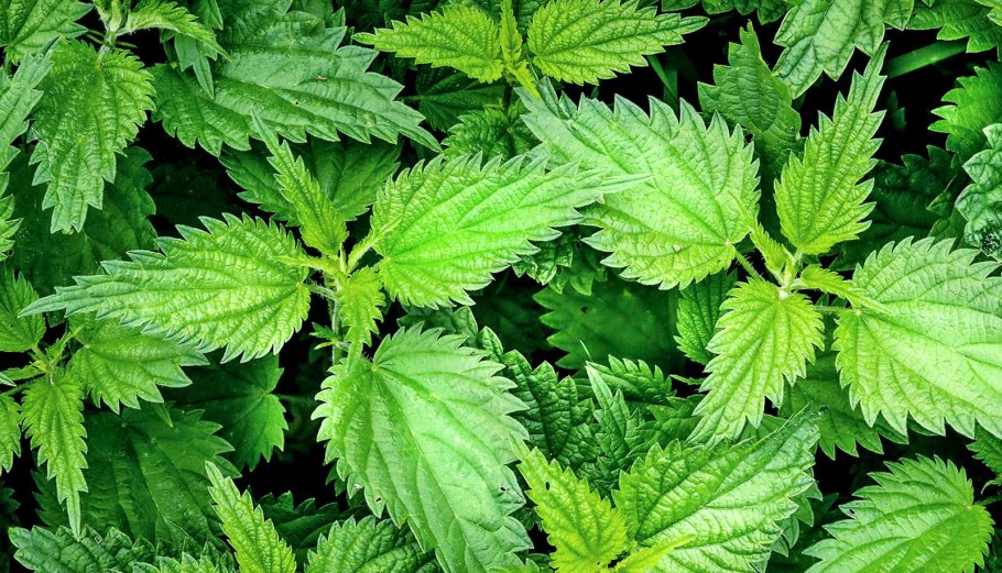 Мята фенхель крапива