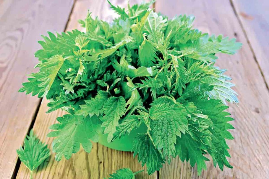 Крапива жгучая (Urtica urens)