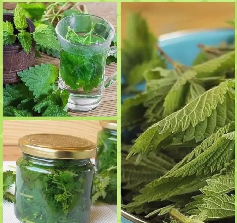 Крапива в народной медицине