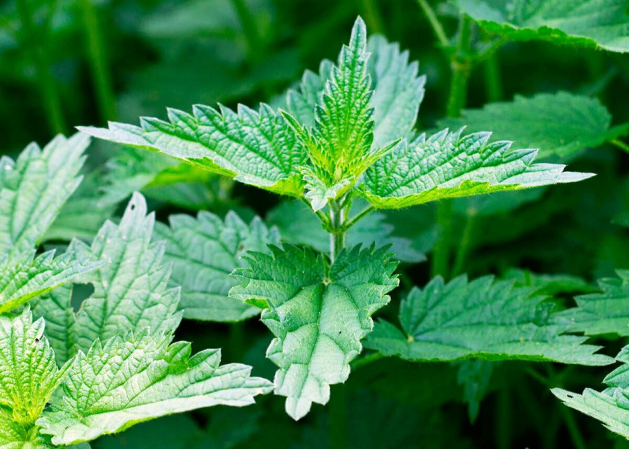 Семена двудомной крапивы