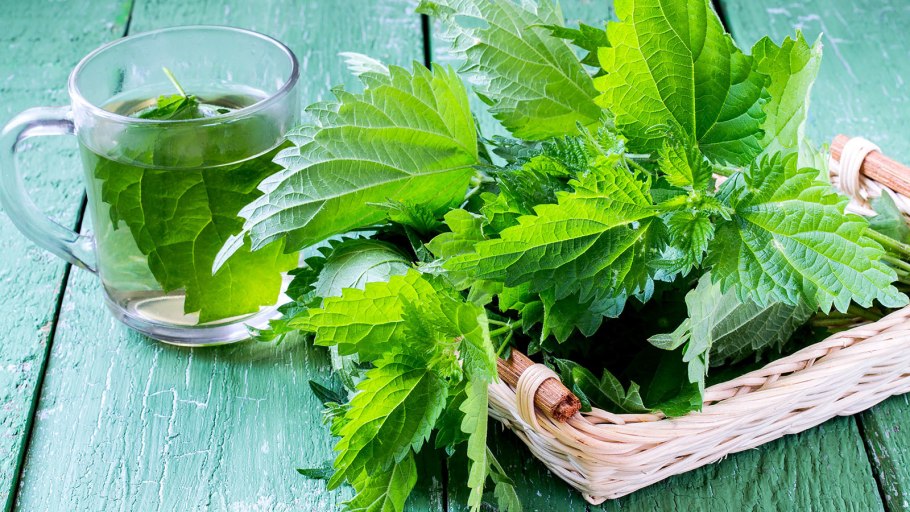 Крапива двудомная еда