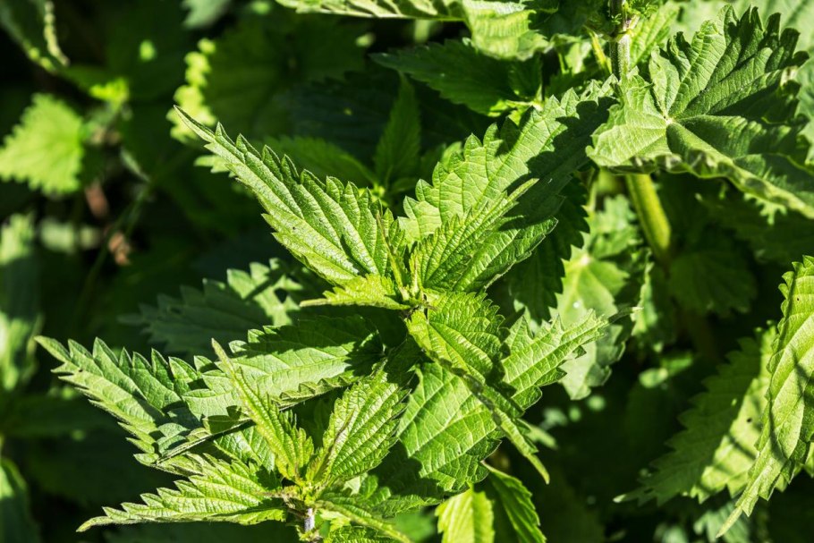 Загадка про крапиву