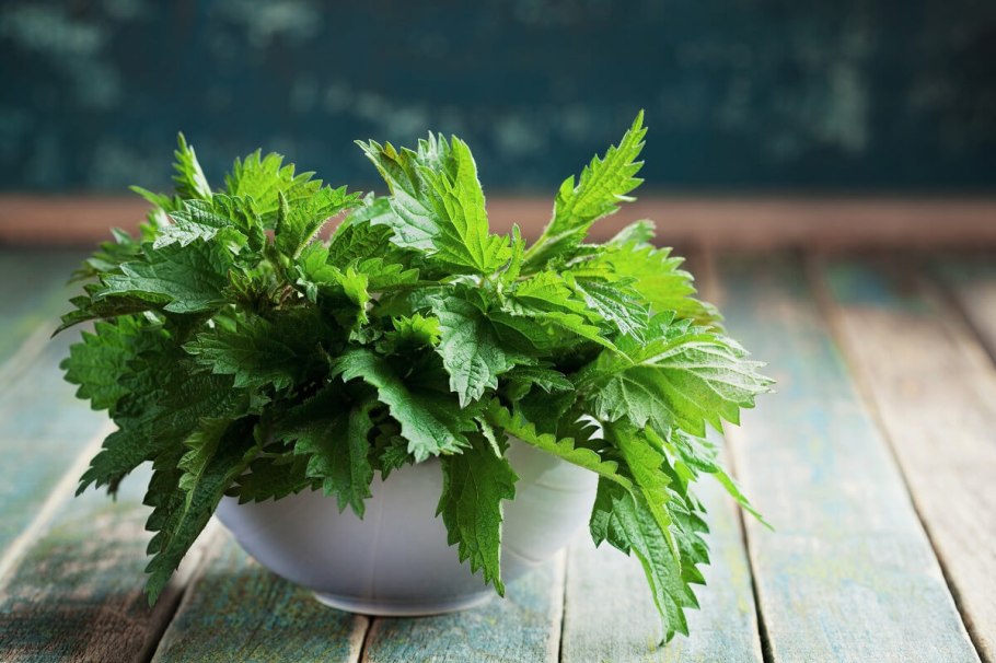 Крапива двудомная отвар