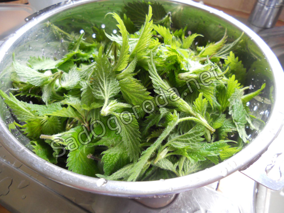 Крапива узколистная