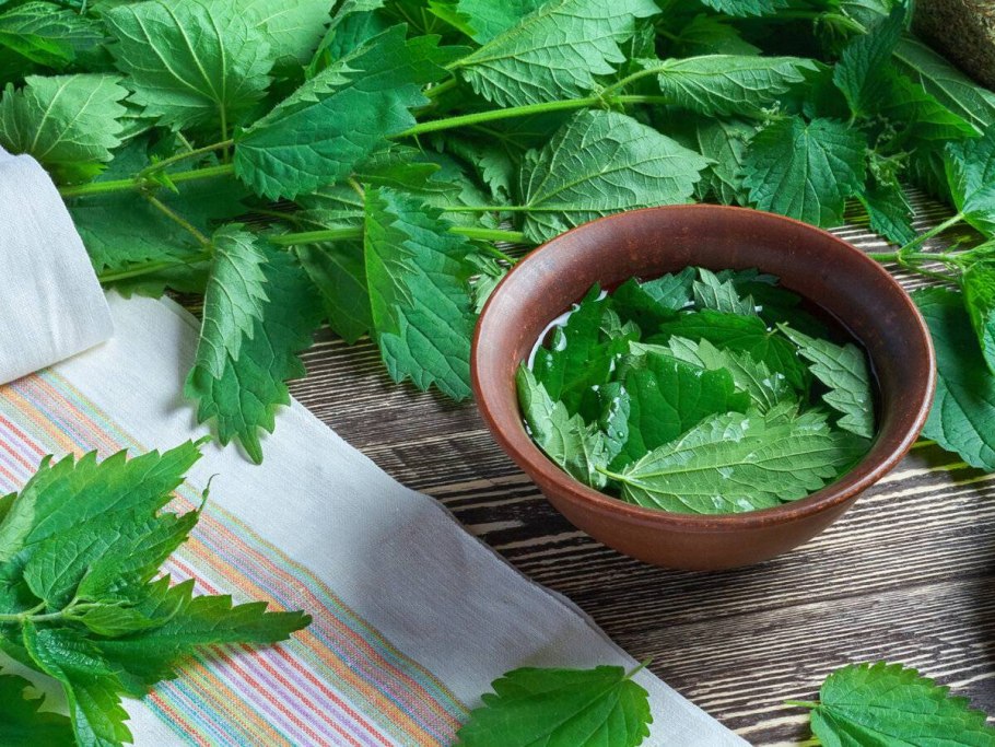 Крапивный чай