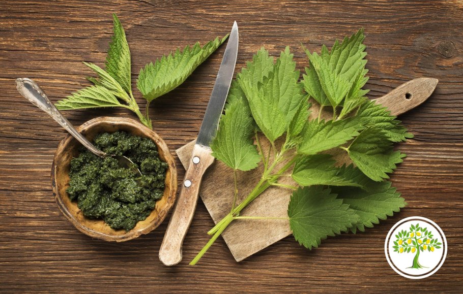 Крапива двудомная блюда