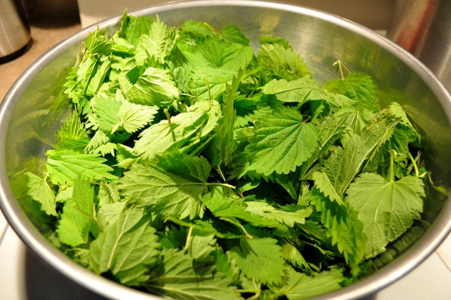 Крапива двудомная