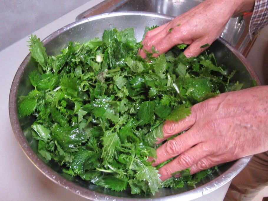 Крапива двудомная настой