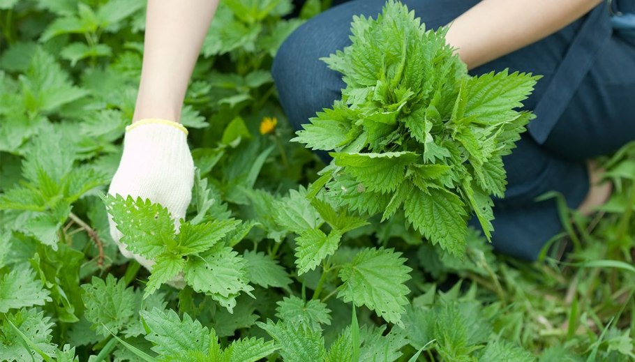 Сок крапивы