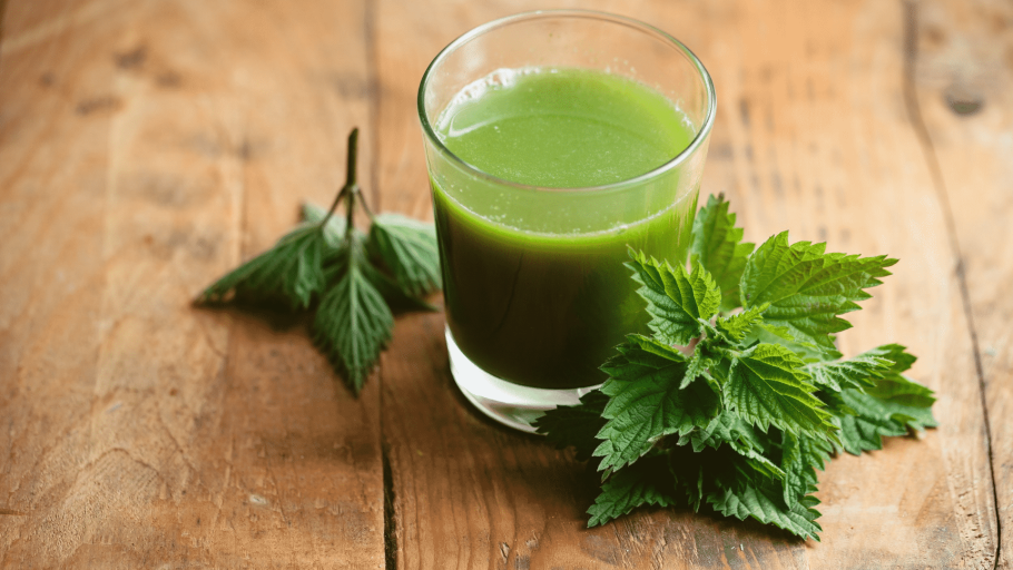 Крапива Киевская