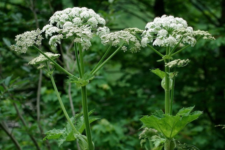Дудник Лесной (Angelica Sylvestris)