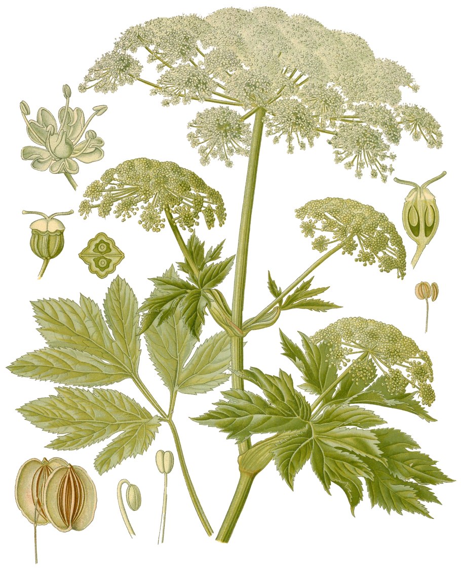 Сныть (Aegopodium podagraria)