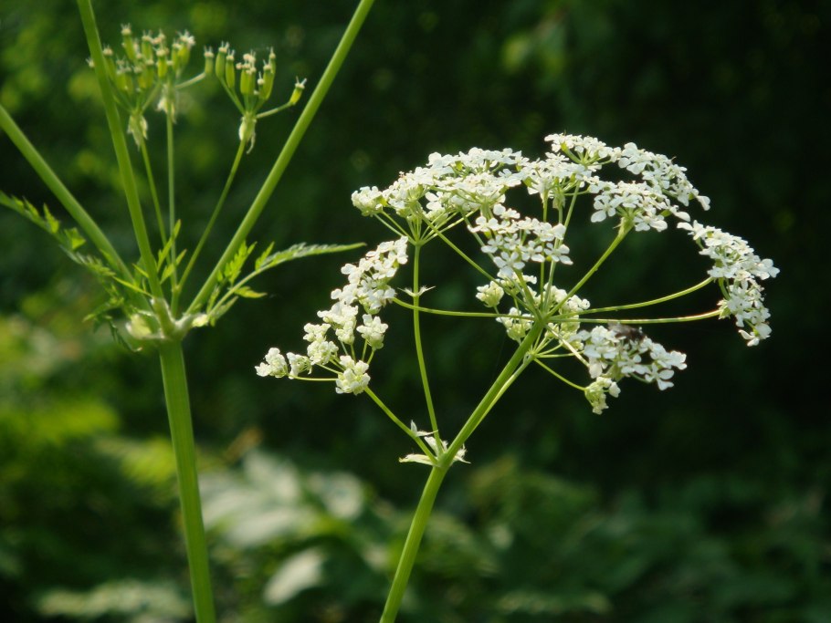 Heracleum sibiricum l. борщевик Сибирский