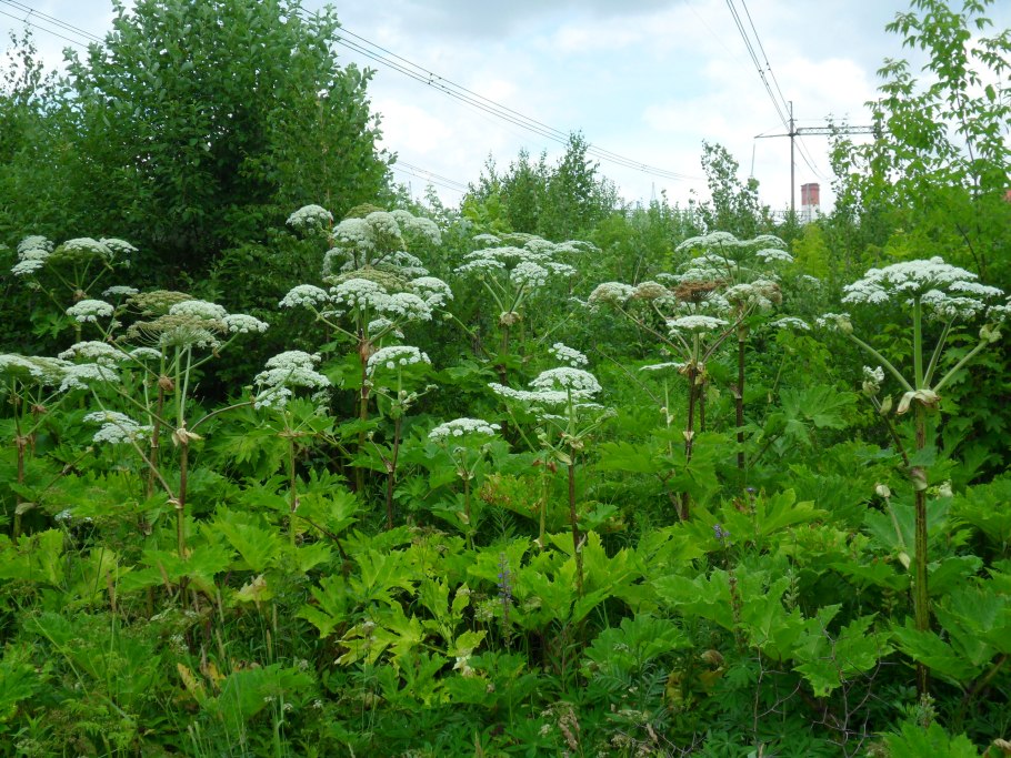 Сныть обыкновенная (Aegopodium podagraria l.)