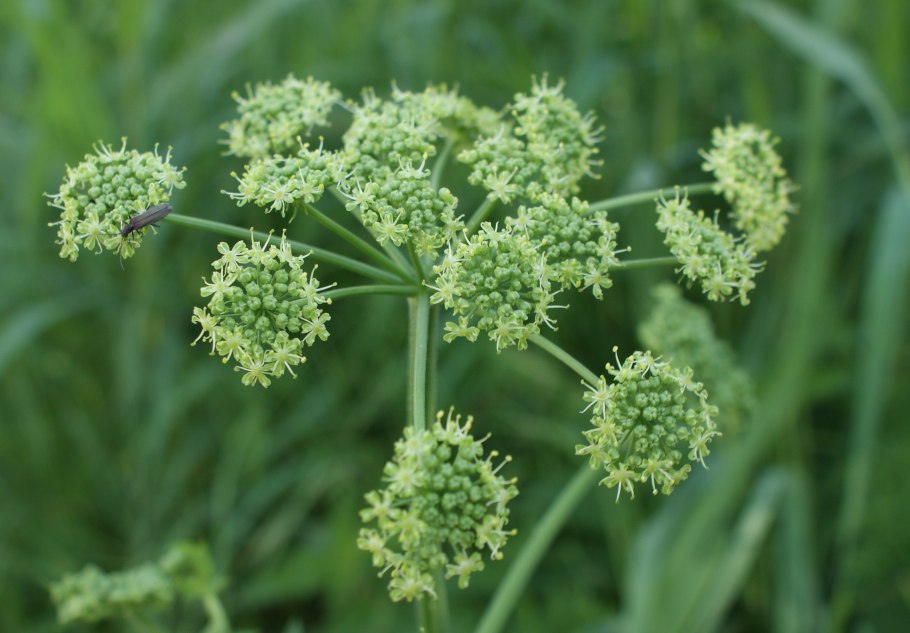 Peucedanum morisonii