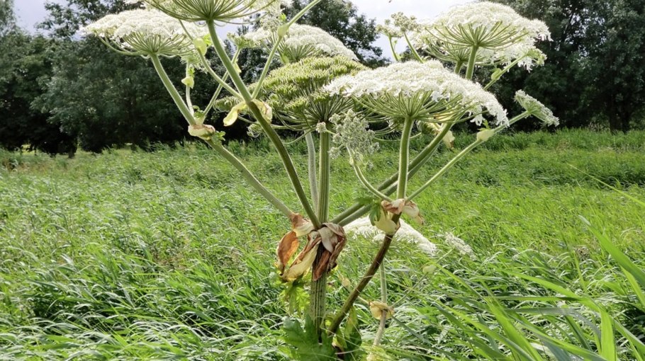 Дудник Лесной (Angelica Sylvestris)