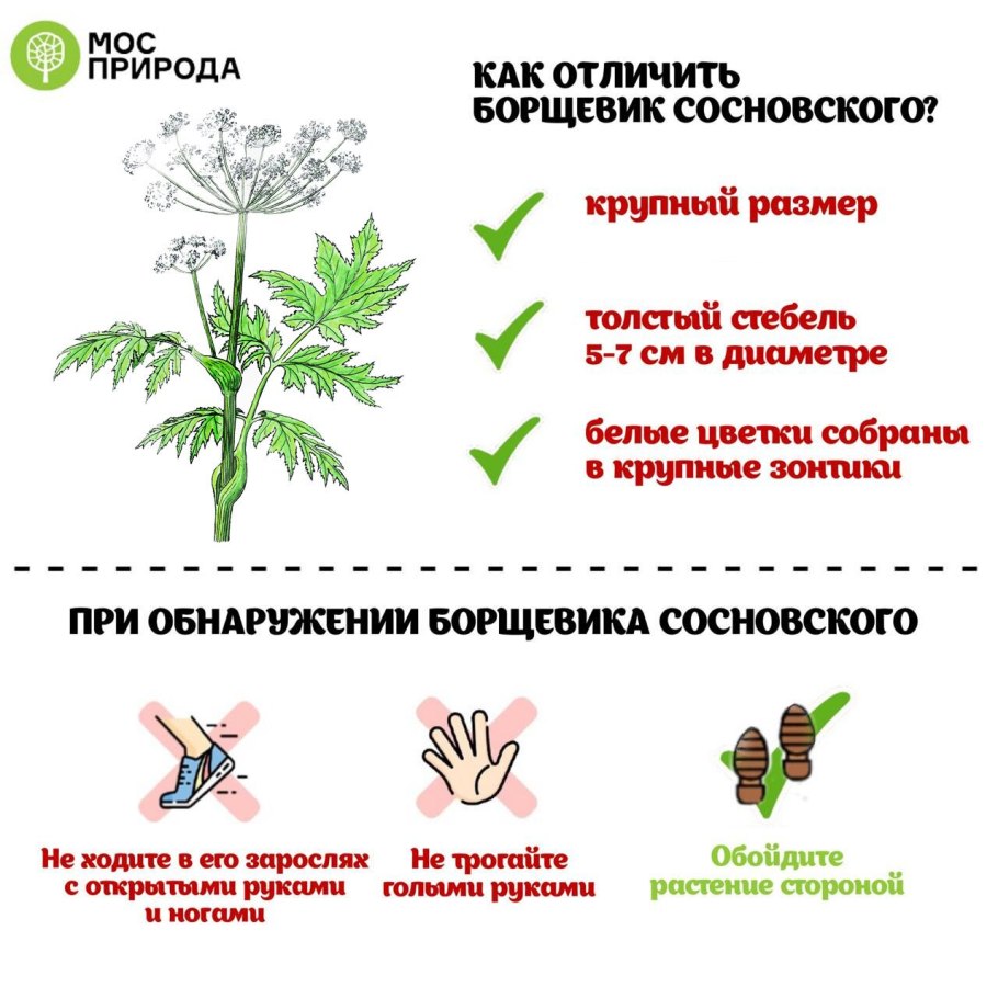 Сныть валериана