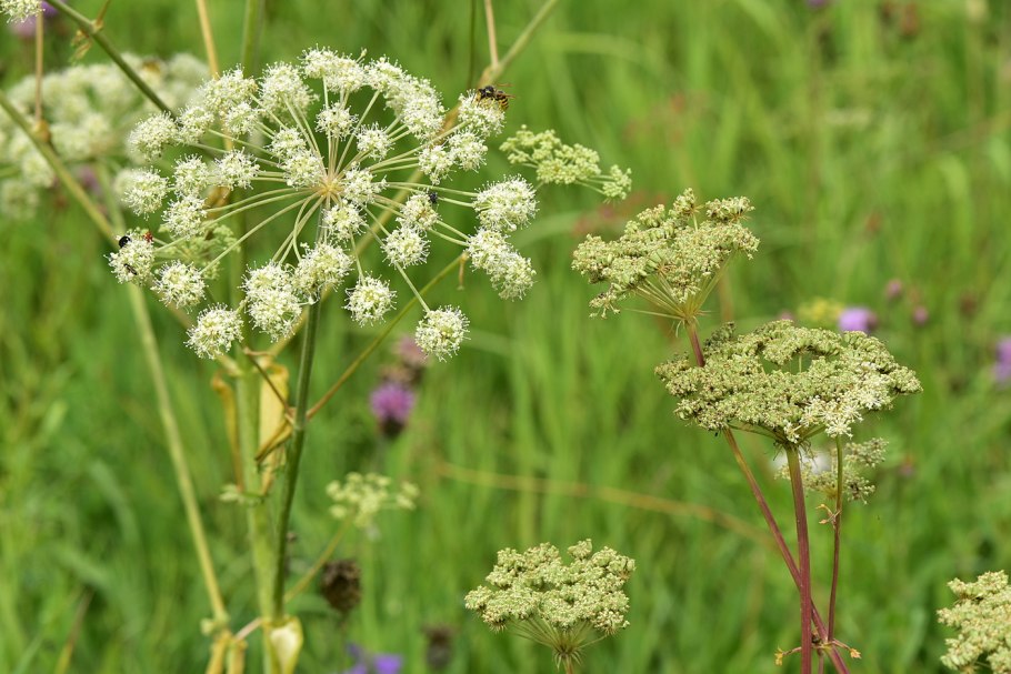 Дудник Лесной (Angelica Sylvestris)