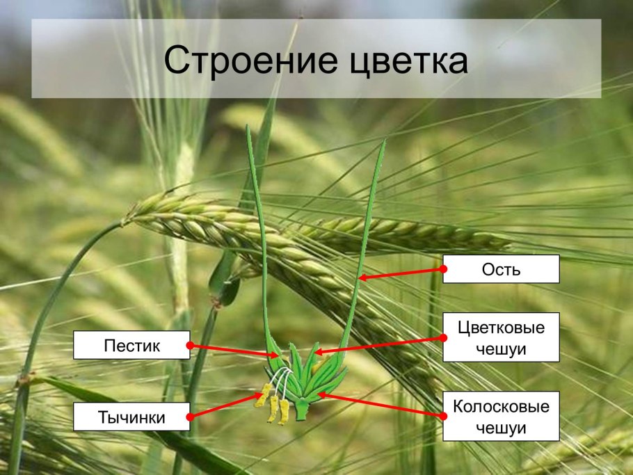 Строение цветка злаковых