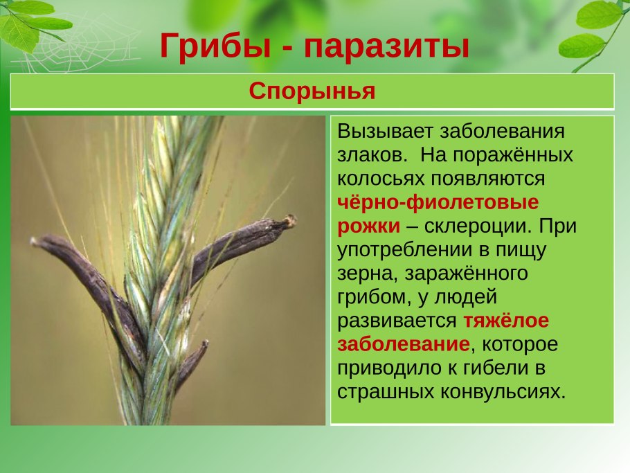 Паразит злаковых спорынья