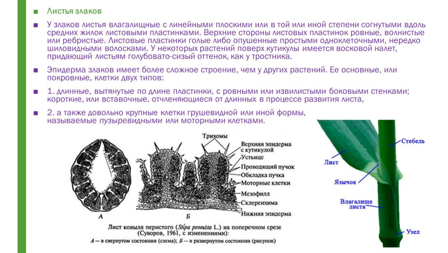 Строение злака срез
