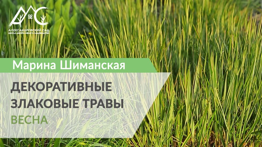 Весенняя обрезка злаковых