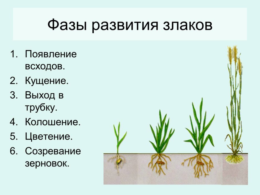 Кущение злаков