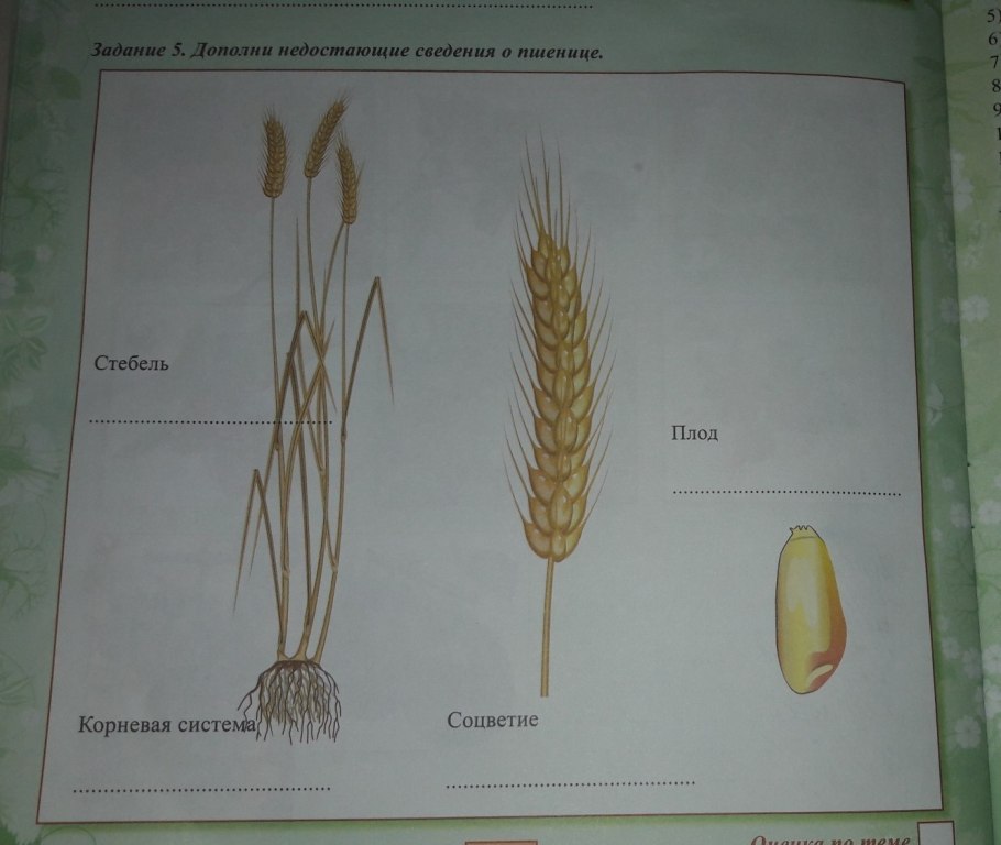 Строение колоска пшеницы