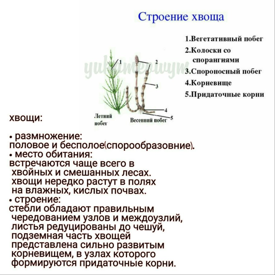 Пырей бескорневищный