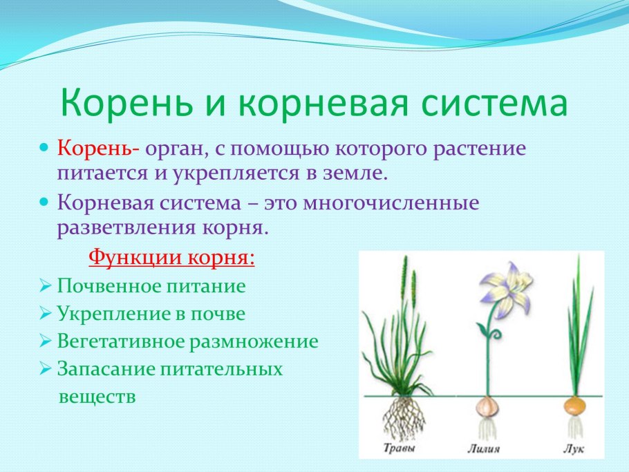 Система растений