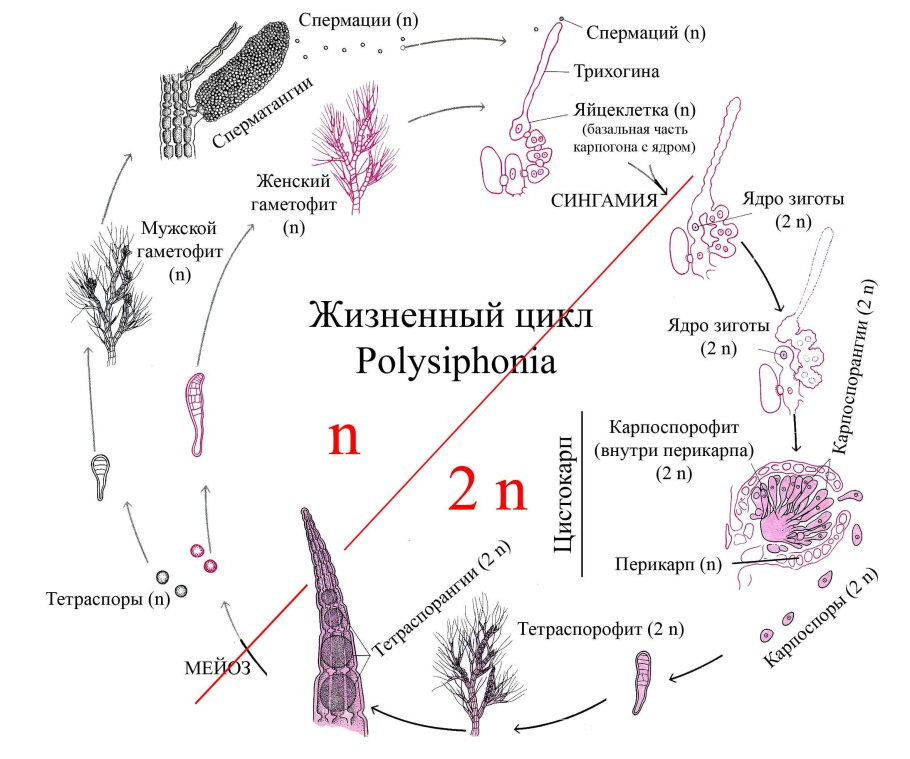 Корневищные Однодольные сорняки