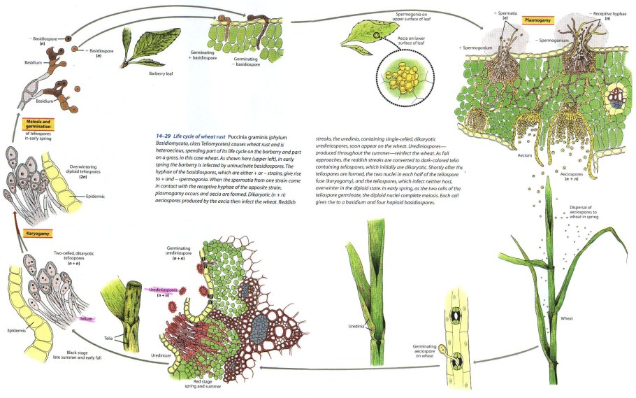 Жизненный цикл стеблевой ржавчины злаков Puccinia graminis