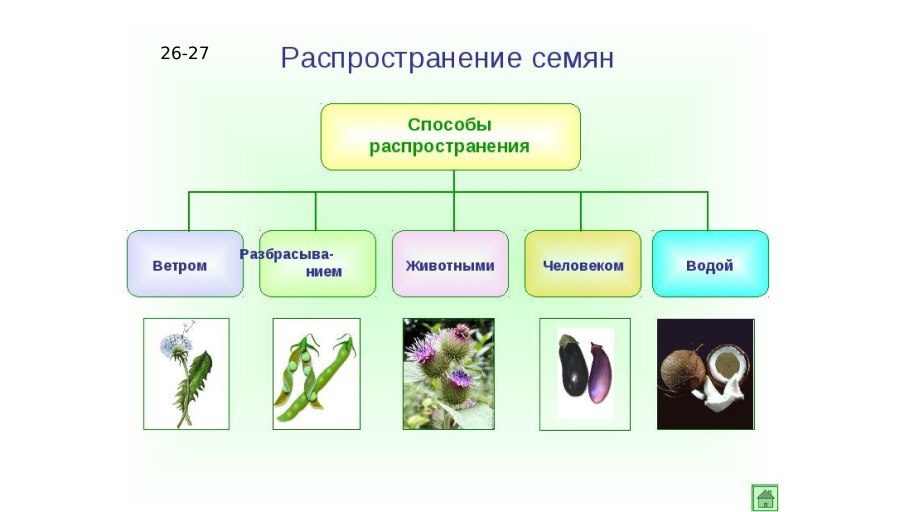 Мучнистая роса пшеницы цикл развития