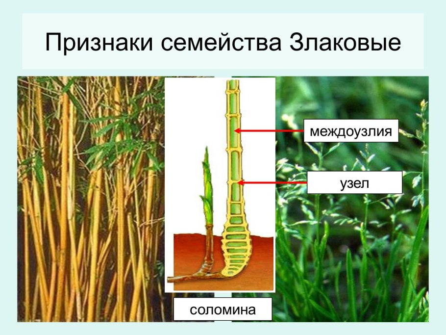 Эгилопс сорняк